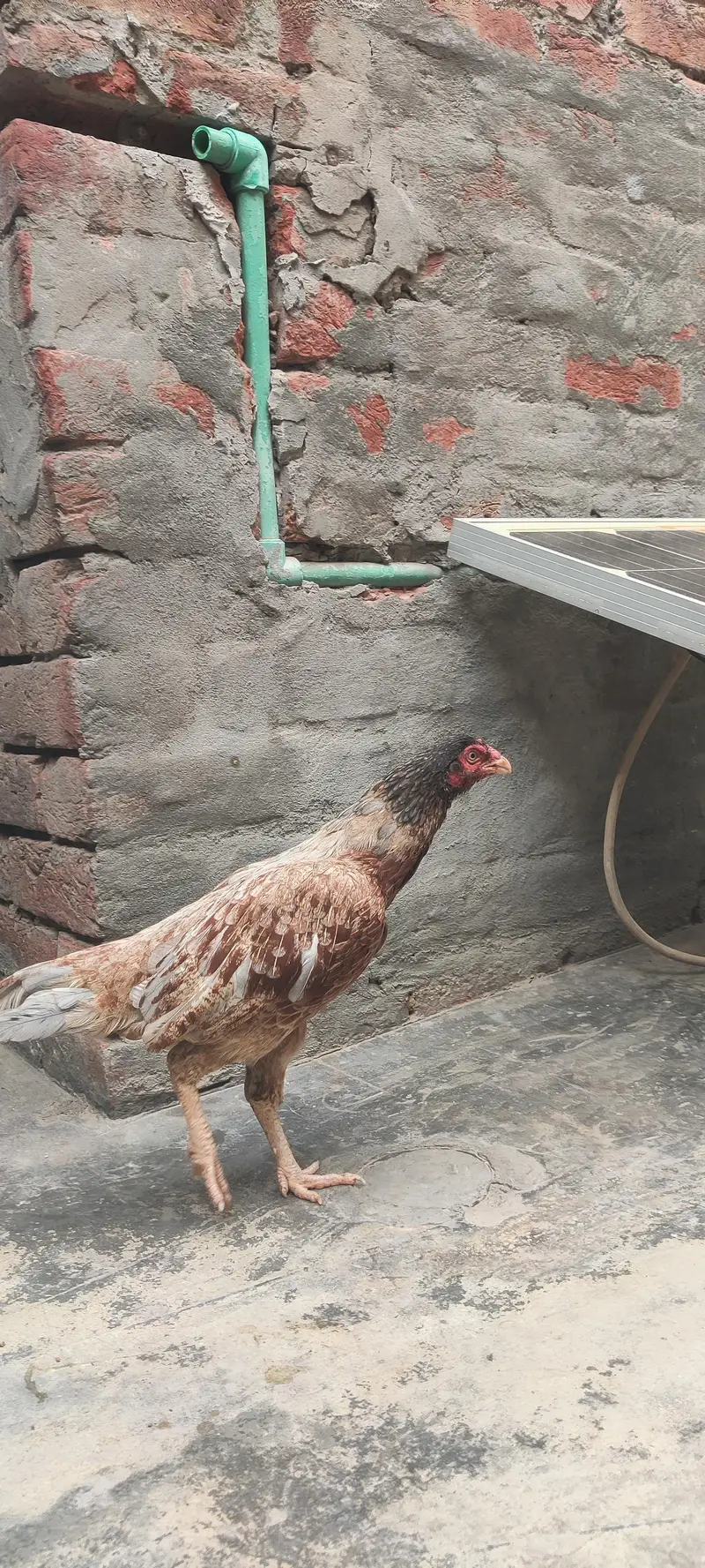 bahut hi navab female hai — photo 2