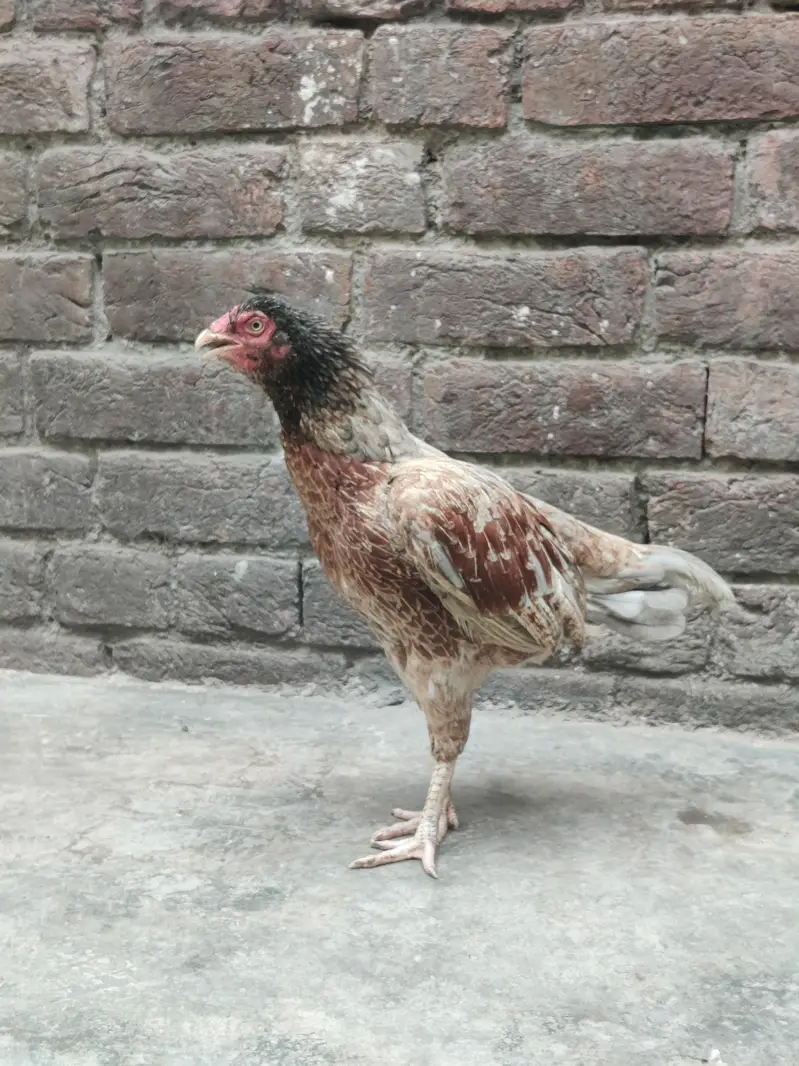 bahut hi navab female hai — photo 3
