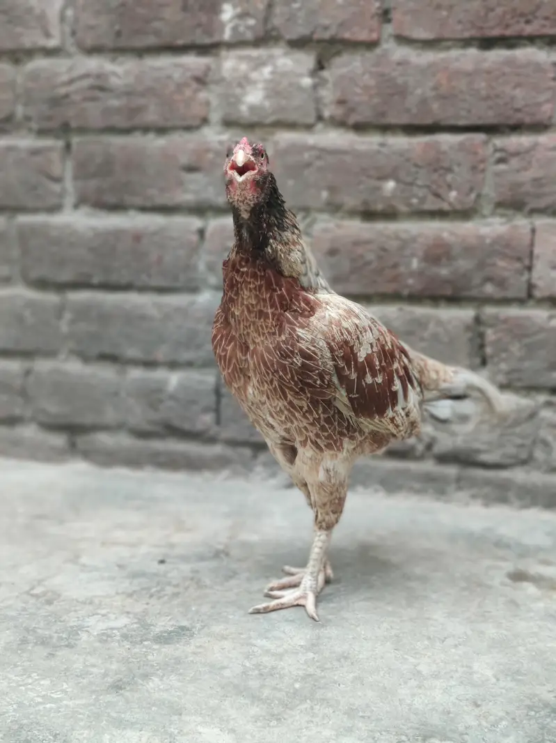 bahut hi navab female hai — photo 4