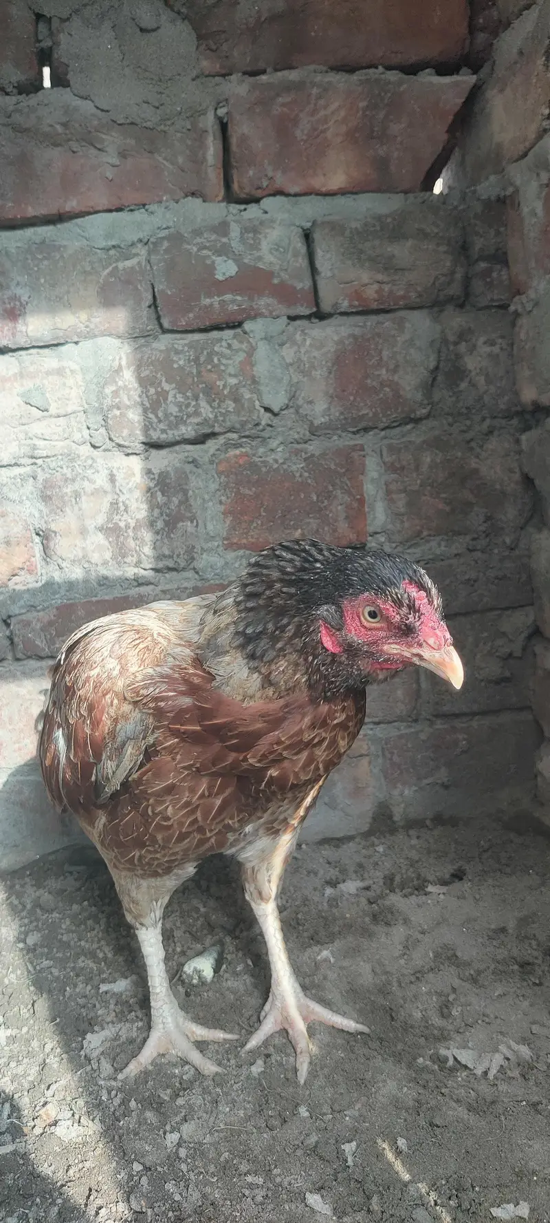 bahut hi navab female hai — photo 6