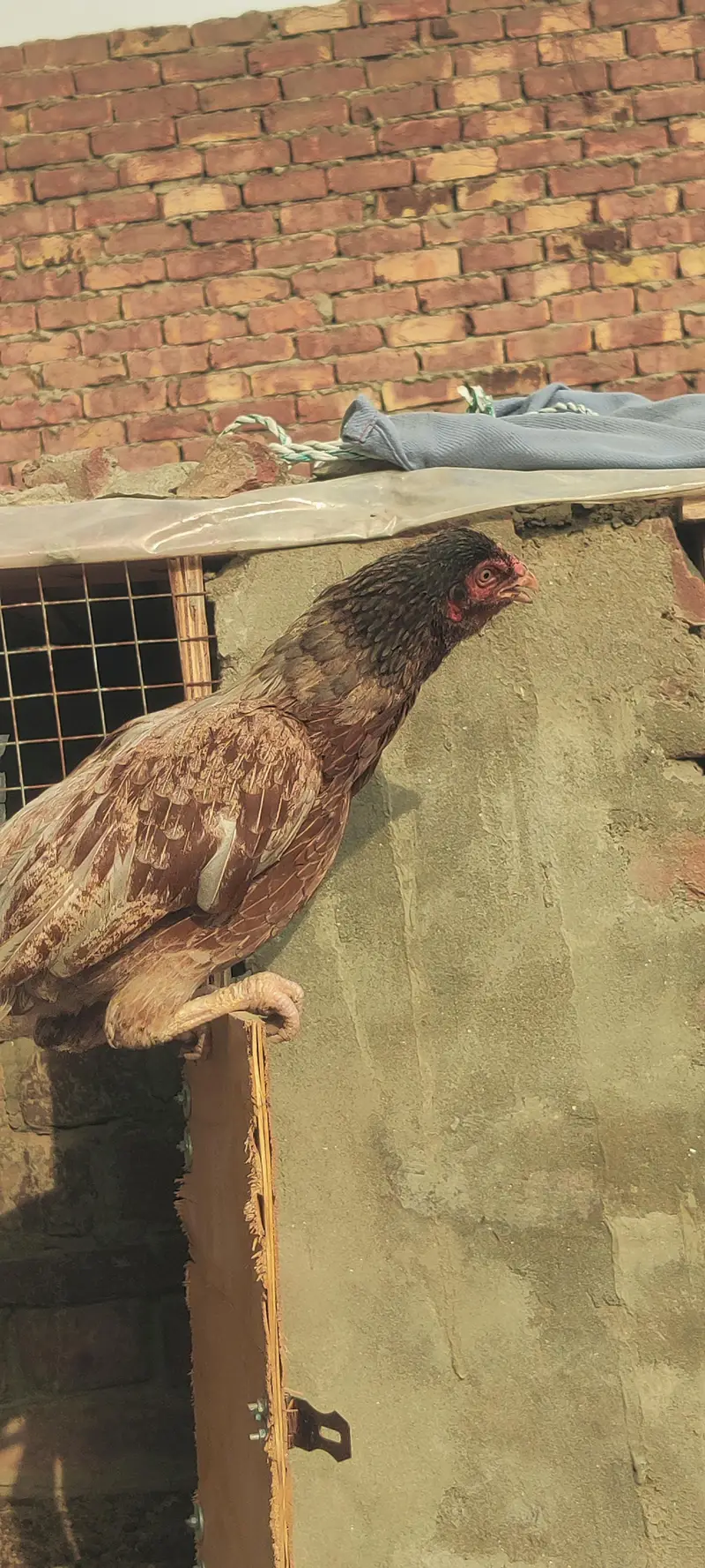 bahut hi navab female hai — photo 8