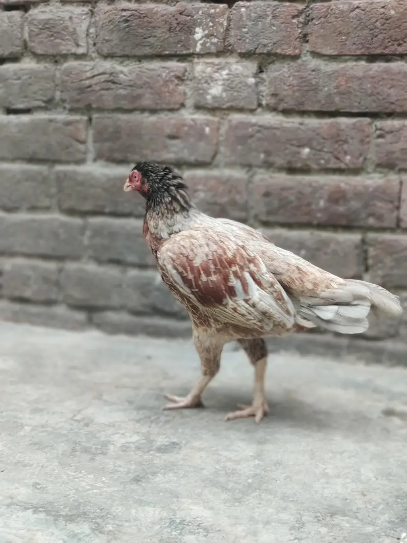 bahut hi navab female hai — photo 9