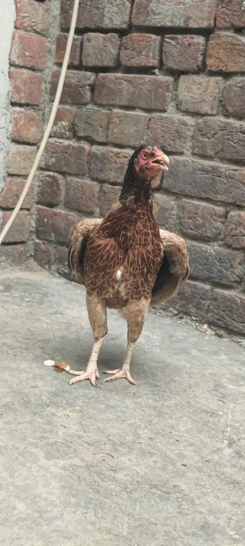 bahut hi navab female hai — photo 10