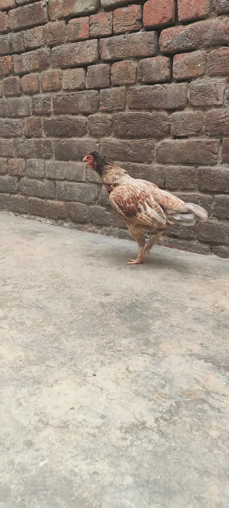 bahut hi navab female hai — photo 11