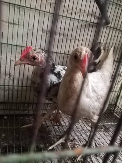 English game pair
