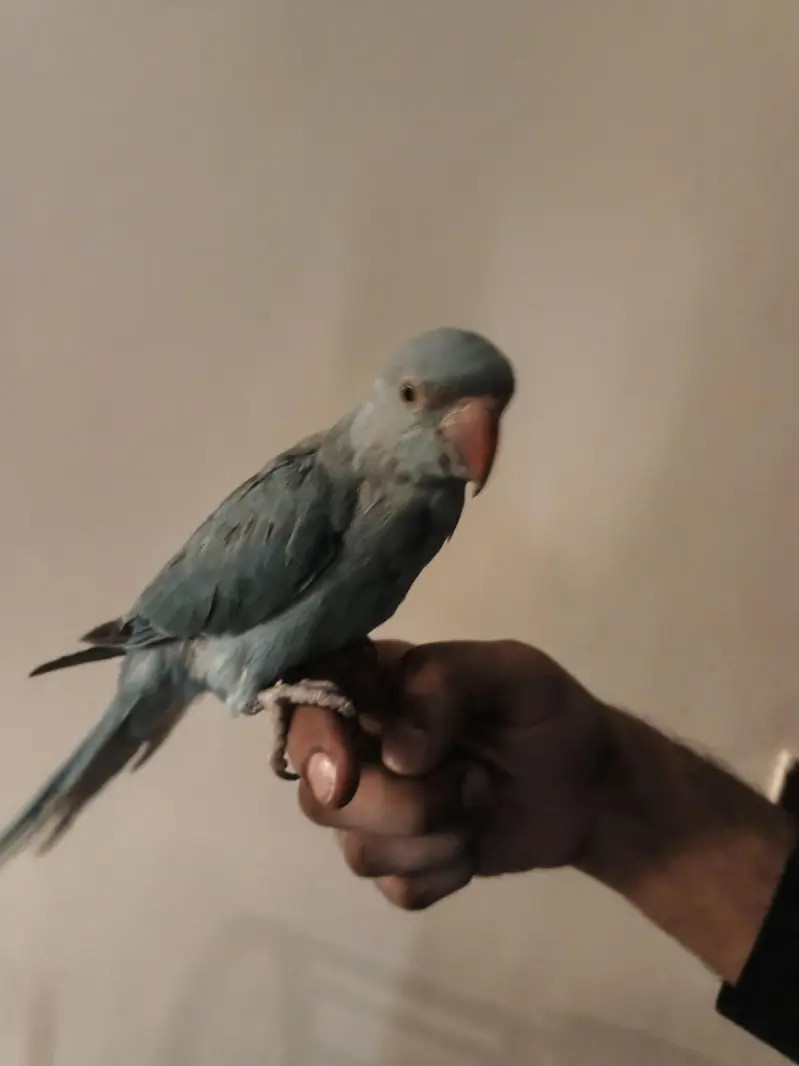Alexander chic and Blue CtFully hand tamed — photo 2