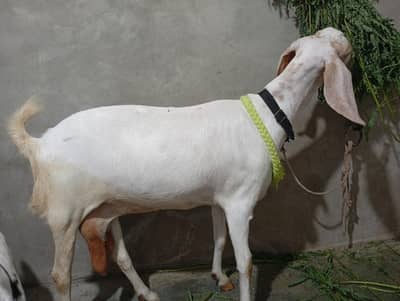 4 dant bakri 1 bacha age 1month