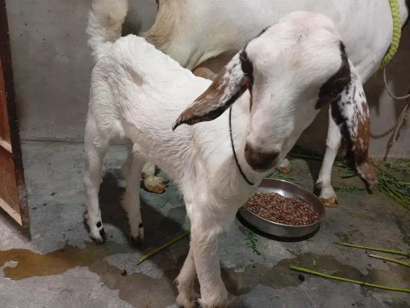 4 dant bakri 1 bacha age 1month — photo 2