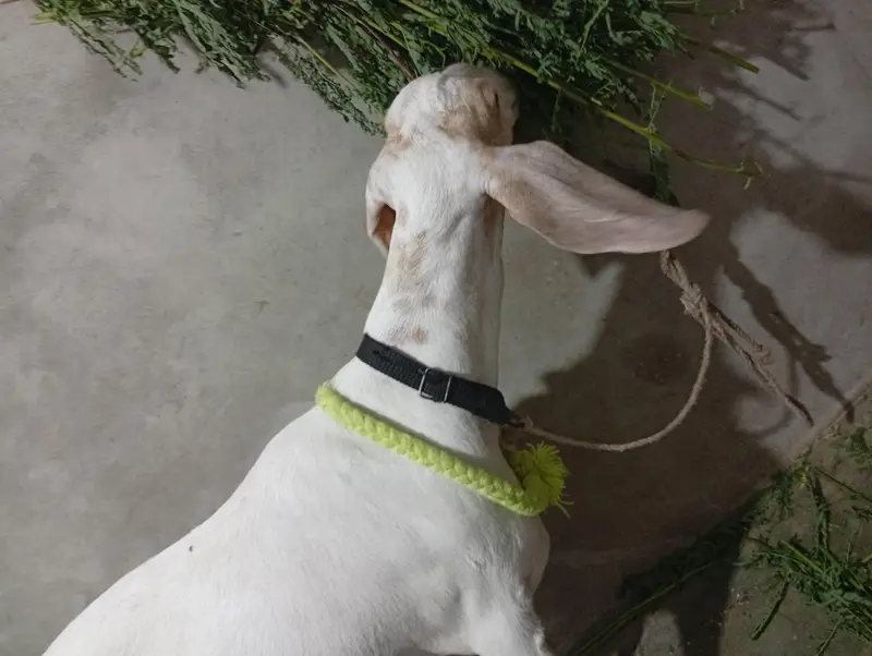 4 dant bakri 1 bacha age 1month — photo 3