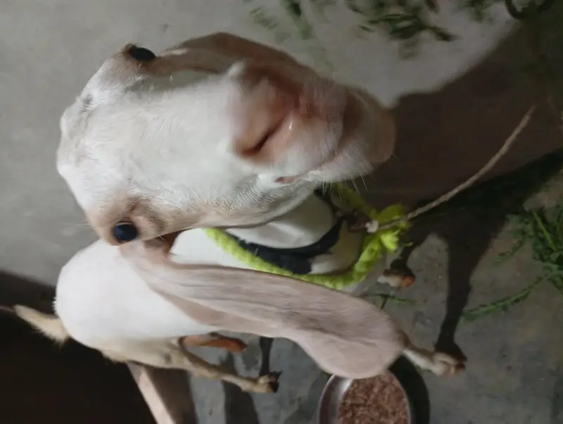 4 dant bakri 1 bacha age 1month — photo 4
