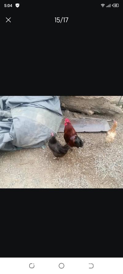 ande dene wali murgya contact number 0323094040