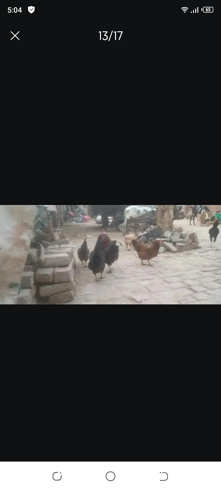 ande dene wali murgya contact number 0323094040 — photo 3