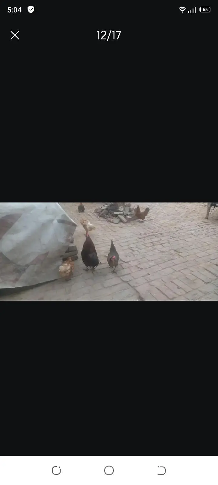 ande dene wali murgya contact number 0323094040 — photo 4