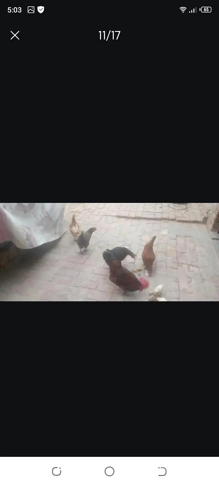 ande dene wali murgya contact number 0323094040 — photo 5