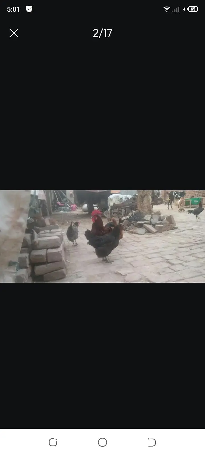 ande dene wali murgya contact number 0323094040 — photo 12