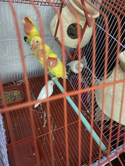 Lovebirds