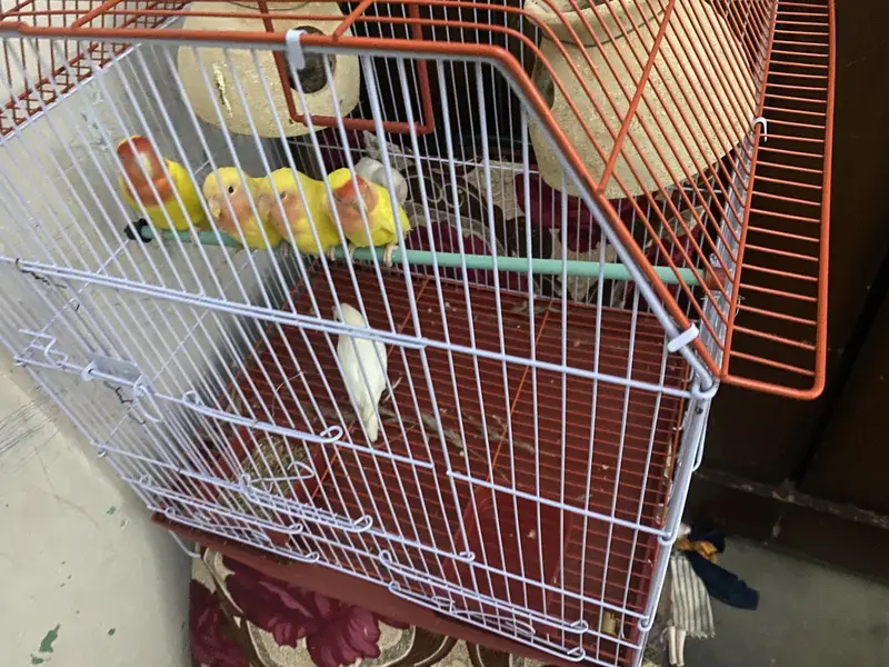 Lovebirds — photo 2