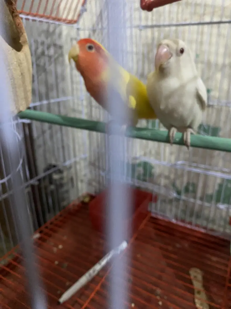 Lovebirds — photo 3
