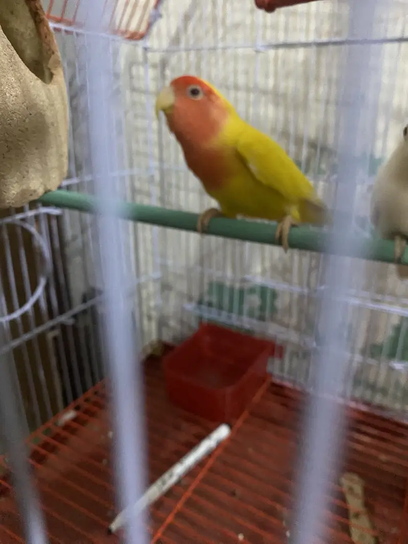 Lovebirds — photo 4