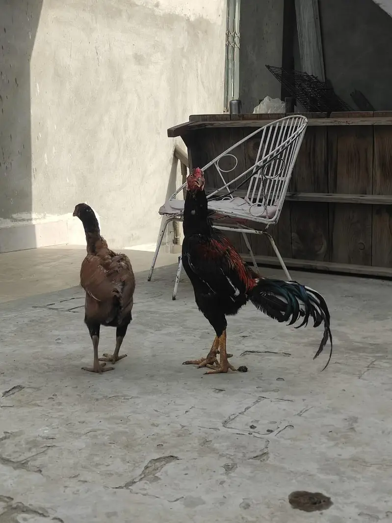 Aseel Pair — photo 2