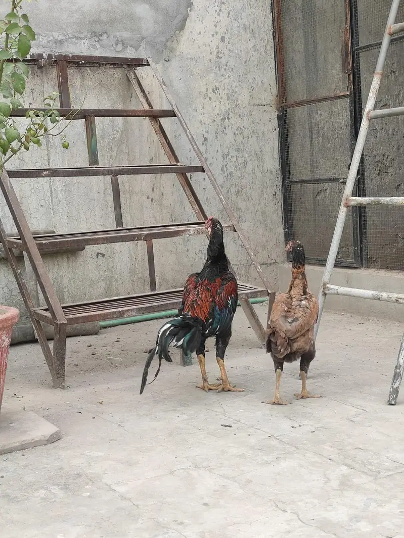 Aseel Pair — photo 3