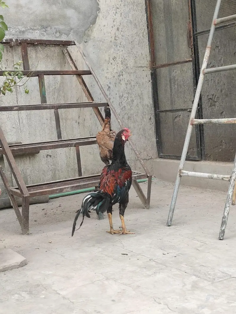 Aseel Pair — photo 4