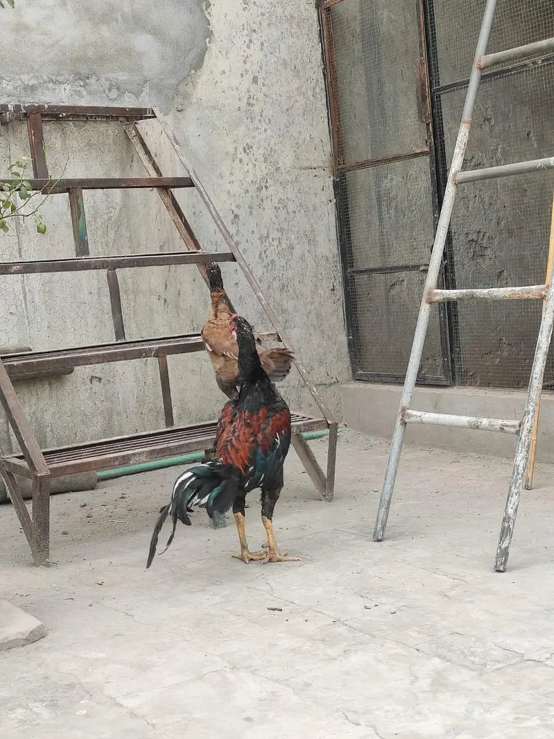 Aseel Pair — photo 5