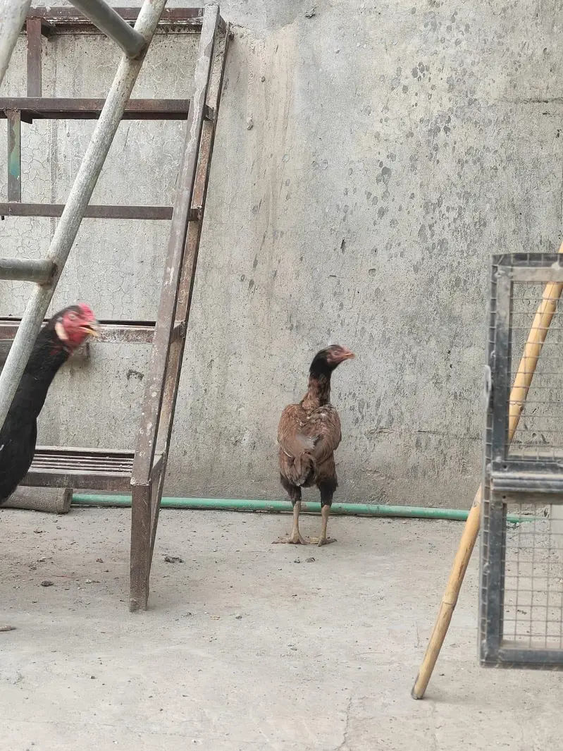 Aseel Pair — photo 8