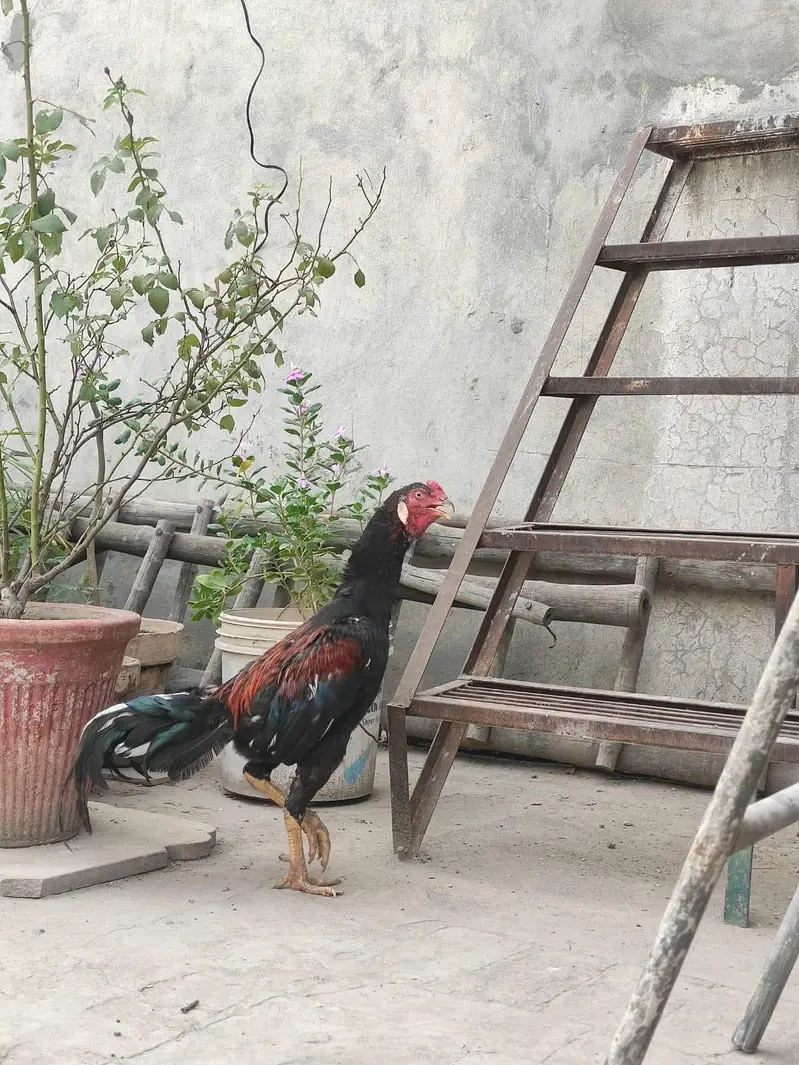 Aseel Pair — photo 9