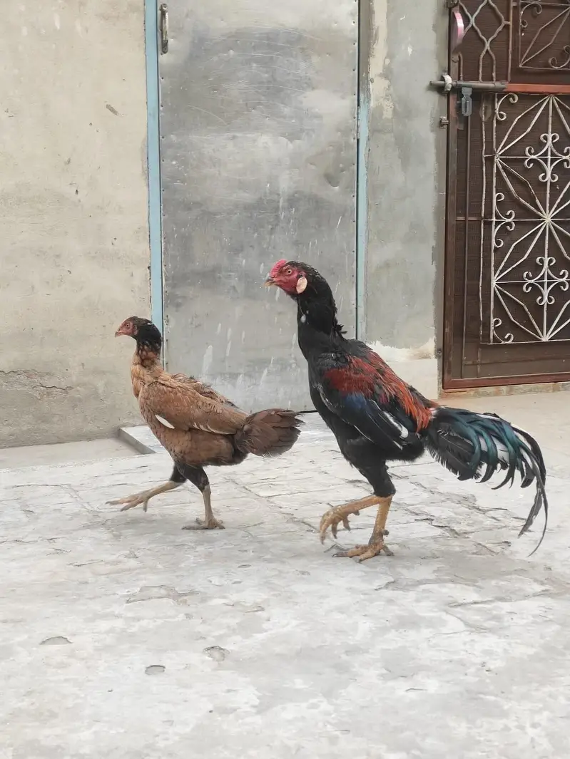 Aseel Pair — photo 10