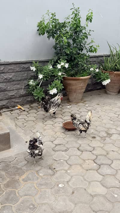 Silver laced polish fertile eggs available for sale
