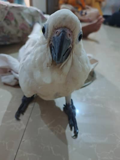 Cockatoo
