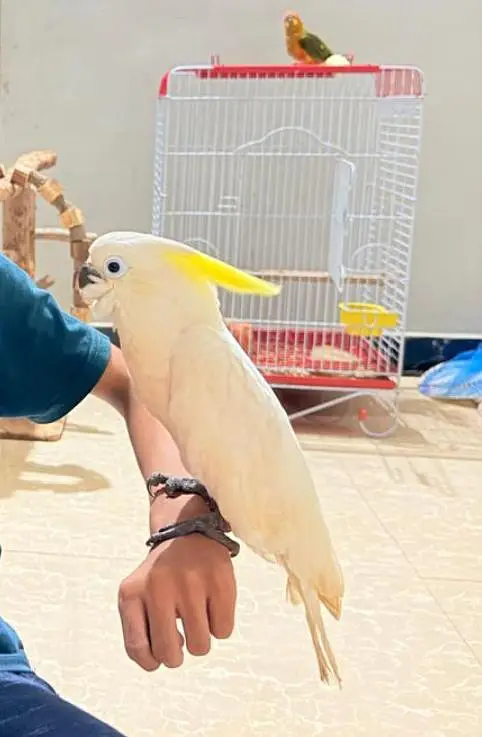 triton cockatoo — photo 2