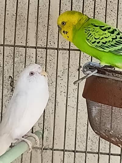1 Budgie Pair