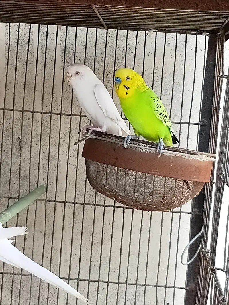 1 Budgie Pair — photo 2