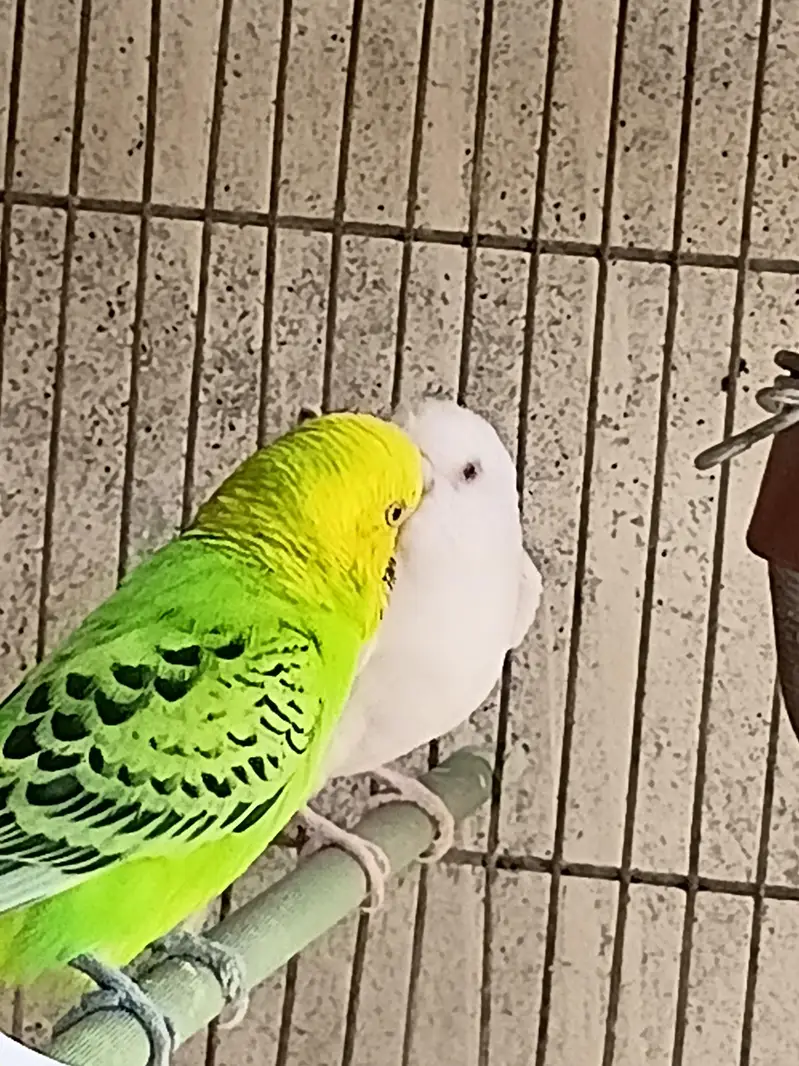 1 Budgie Pair — photo 3