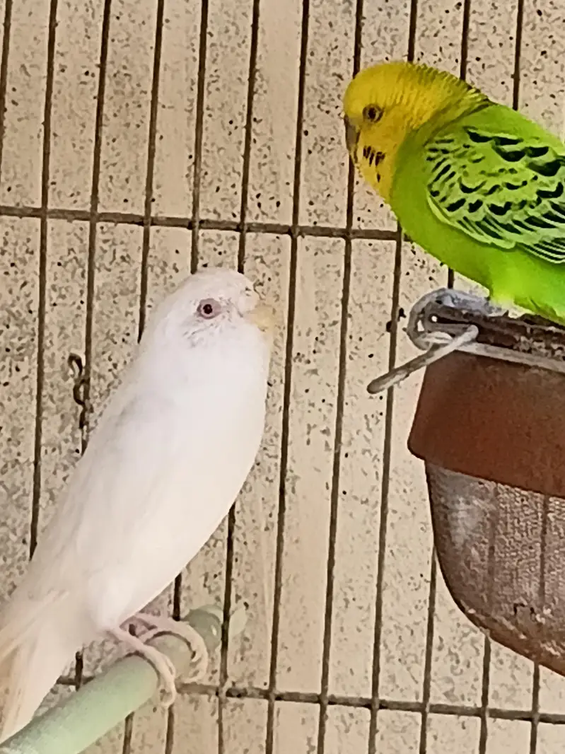 1 Budgie Pair — photo 4