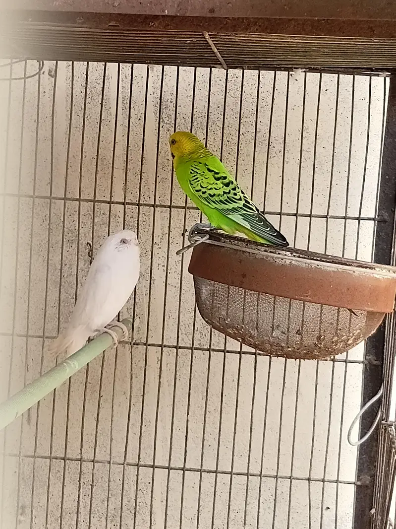 1 Budgie Pair — photo 5