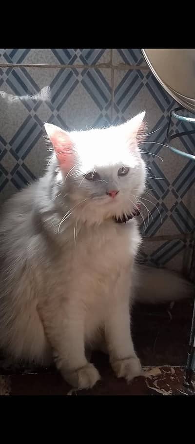 male cat