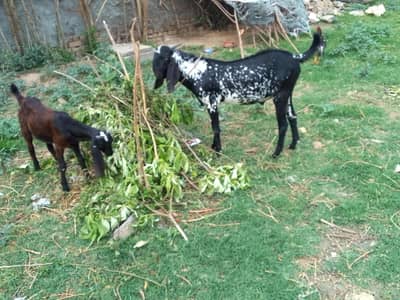 Makhi chena Bakra for sell