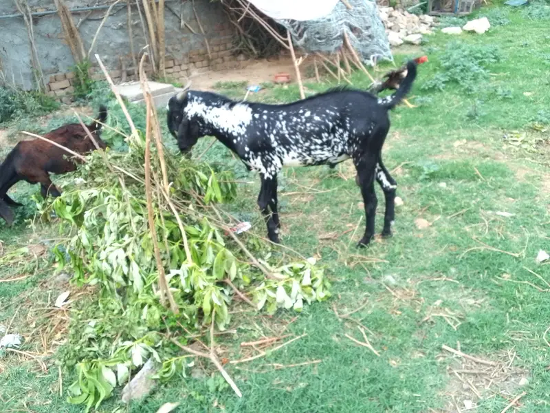 Makhi chena Bakra for sell — photo 2