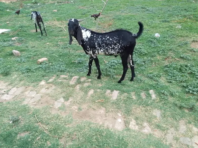 Makhi chena Bakra for sell — photo 3