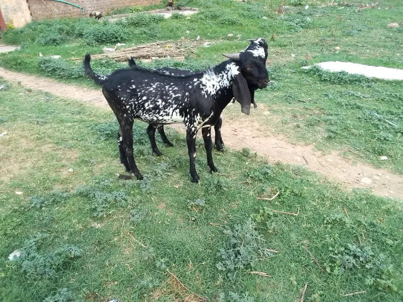 Makhi chena Bakra for sell — photo 4