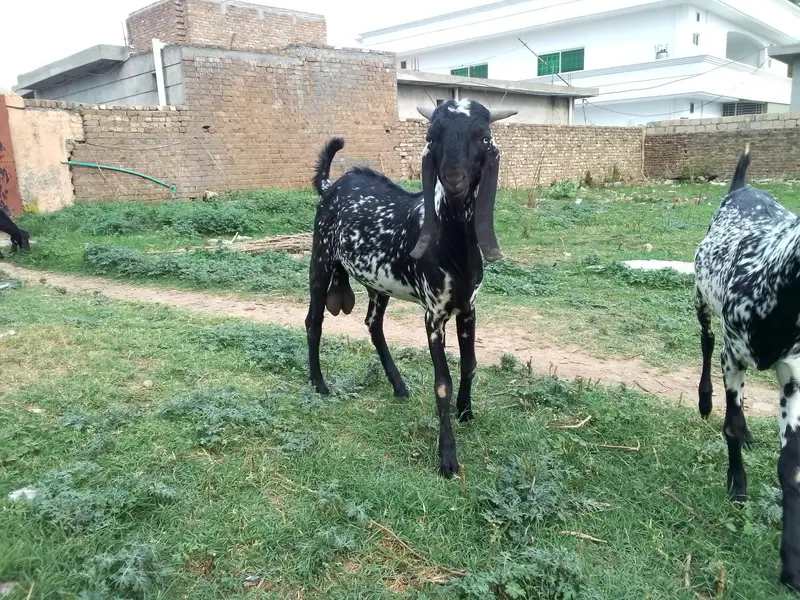 Makhi chena Bakra for sell — photo 5