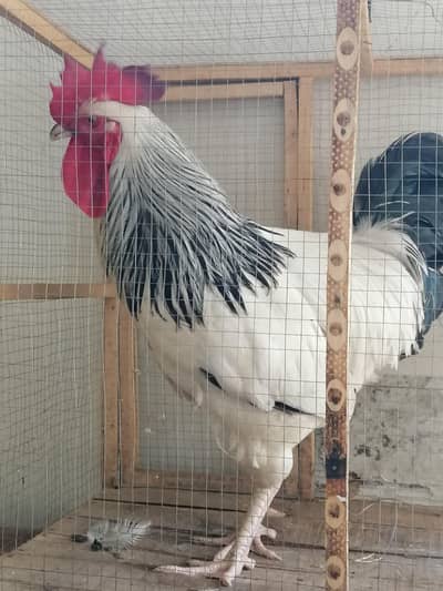 light Sussex Male Heritage for sale