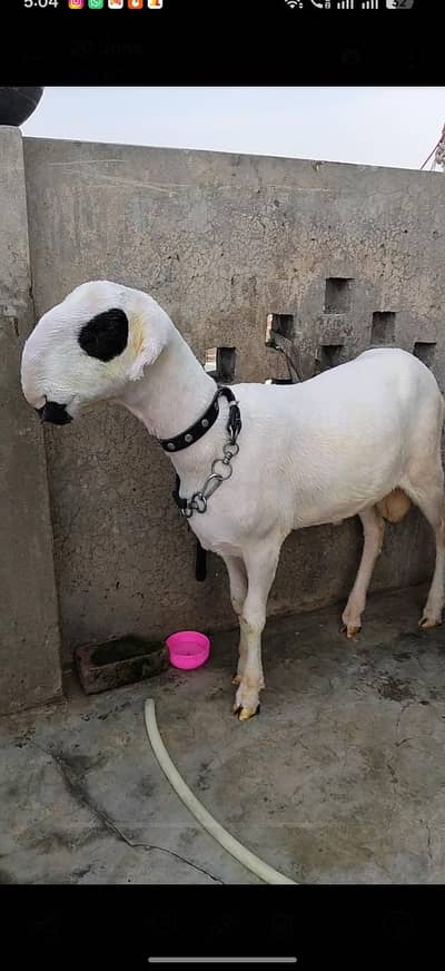Pure Sultan Breed Lakha Mundra For Sale. | Sheep| Chatra|.