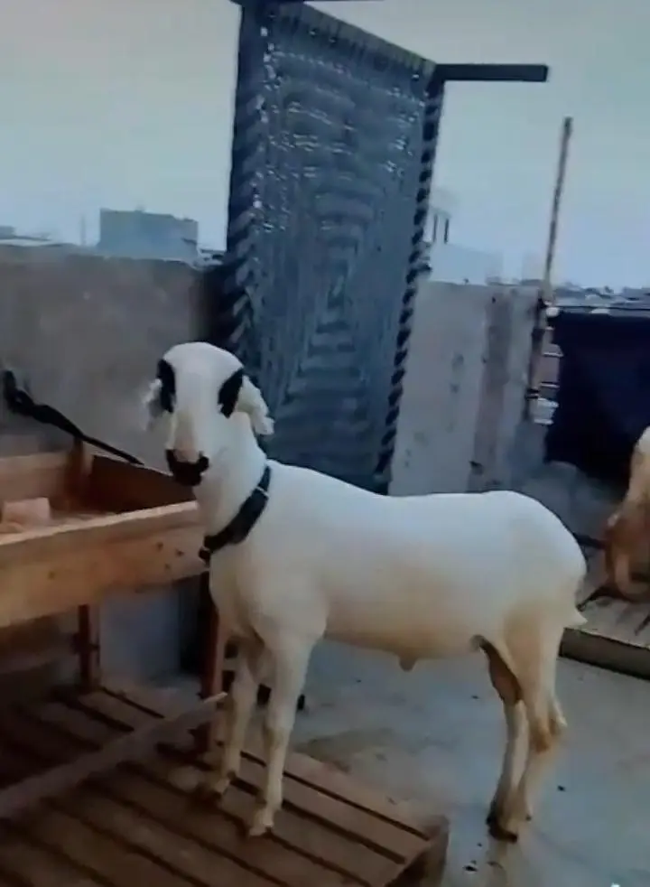 Pure Sultan Breed Lakha Mundra For Sale. | Sheep| Chatra|. — photo 2