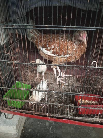nasli murgi or 2 bchy jawa ka