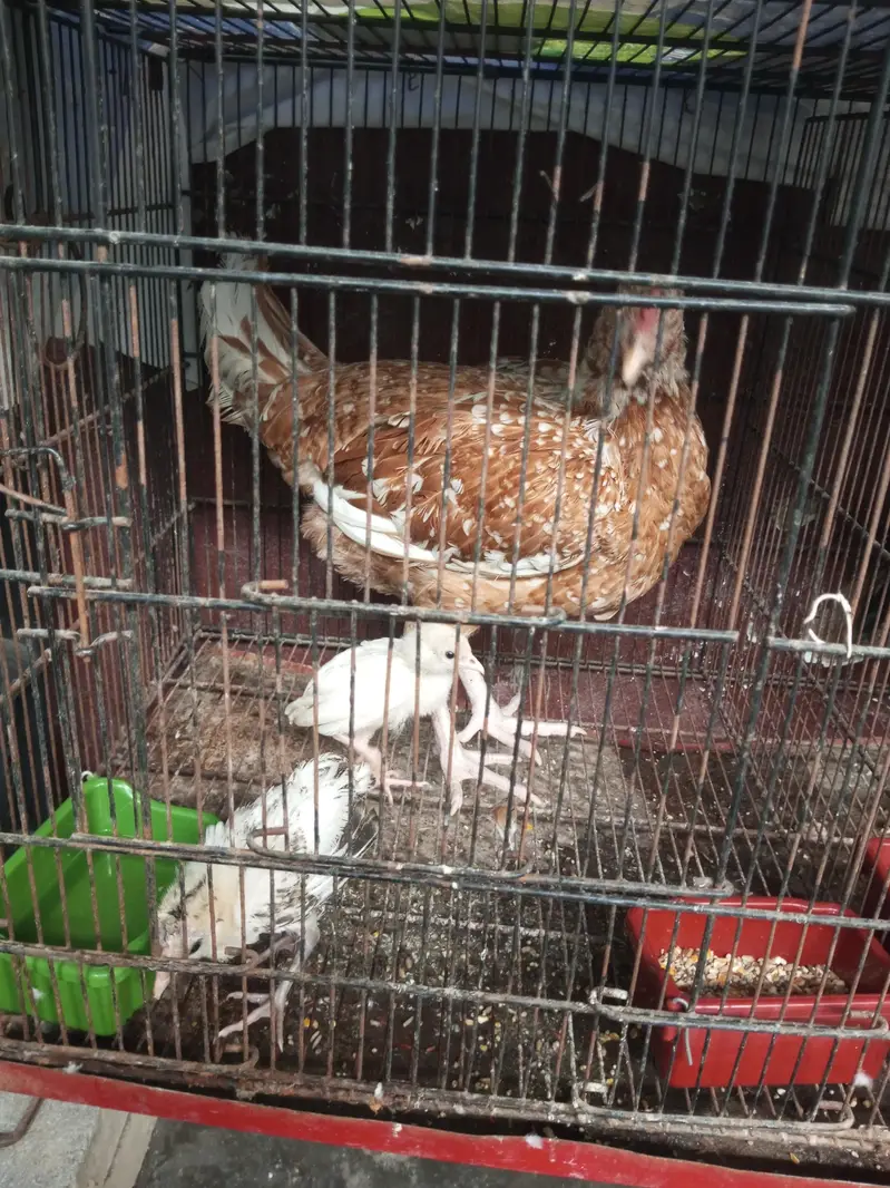 nasli murgi or 2 bchy jawa ka — photo 2