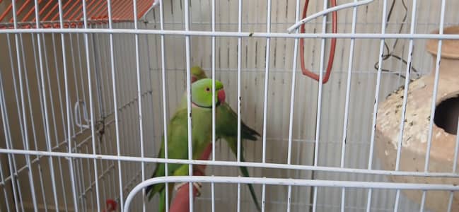 A pair of parrot male and female available for sale